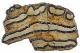 Mammoth Molar Slice with Case - South Carolina #165141-1